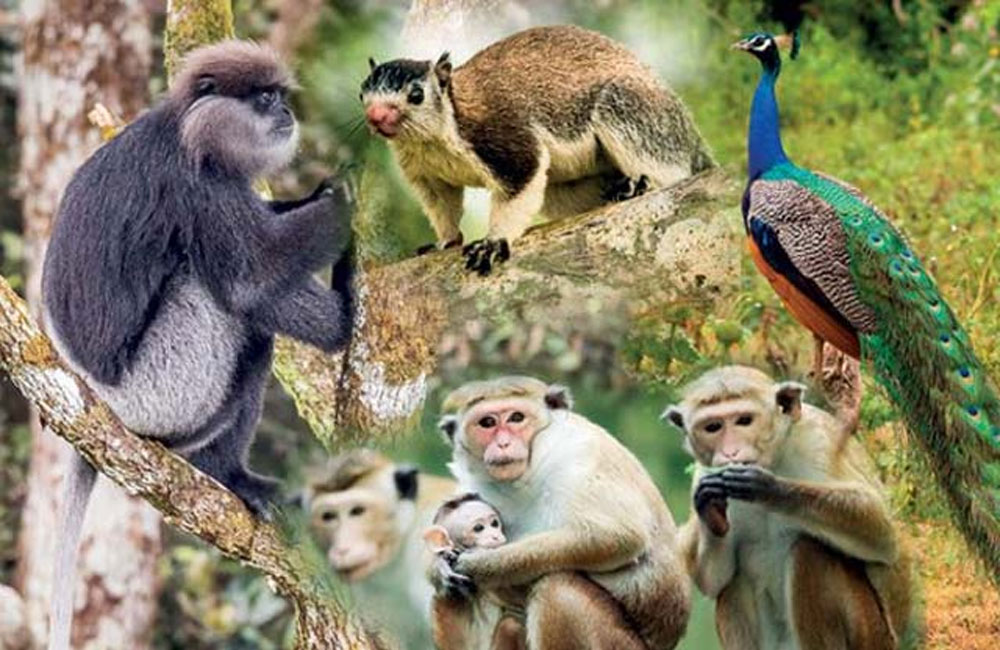 ජාතික සත්ත්ව සංගණන වාර්තාව මෙන්න............