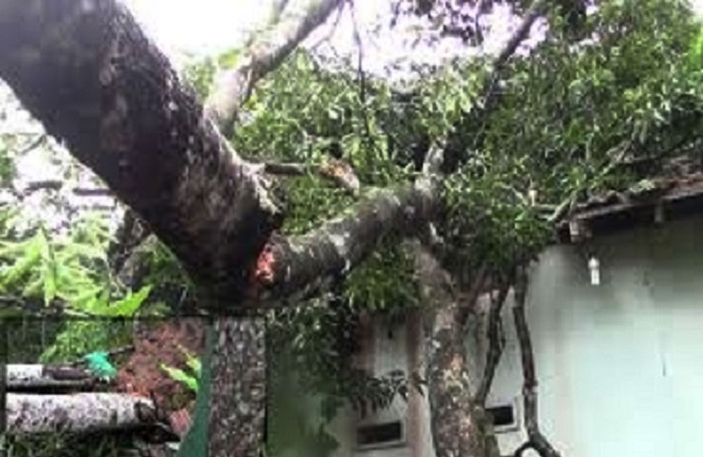 පාසල් ගොඩනැගිල්ලක් මතට ගසක් කඩා වැටෙයි